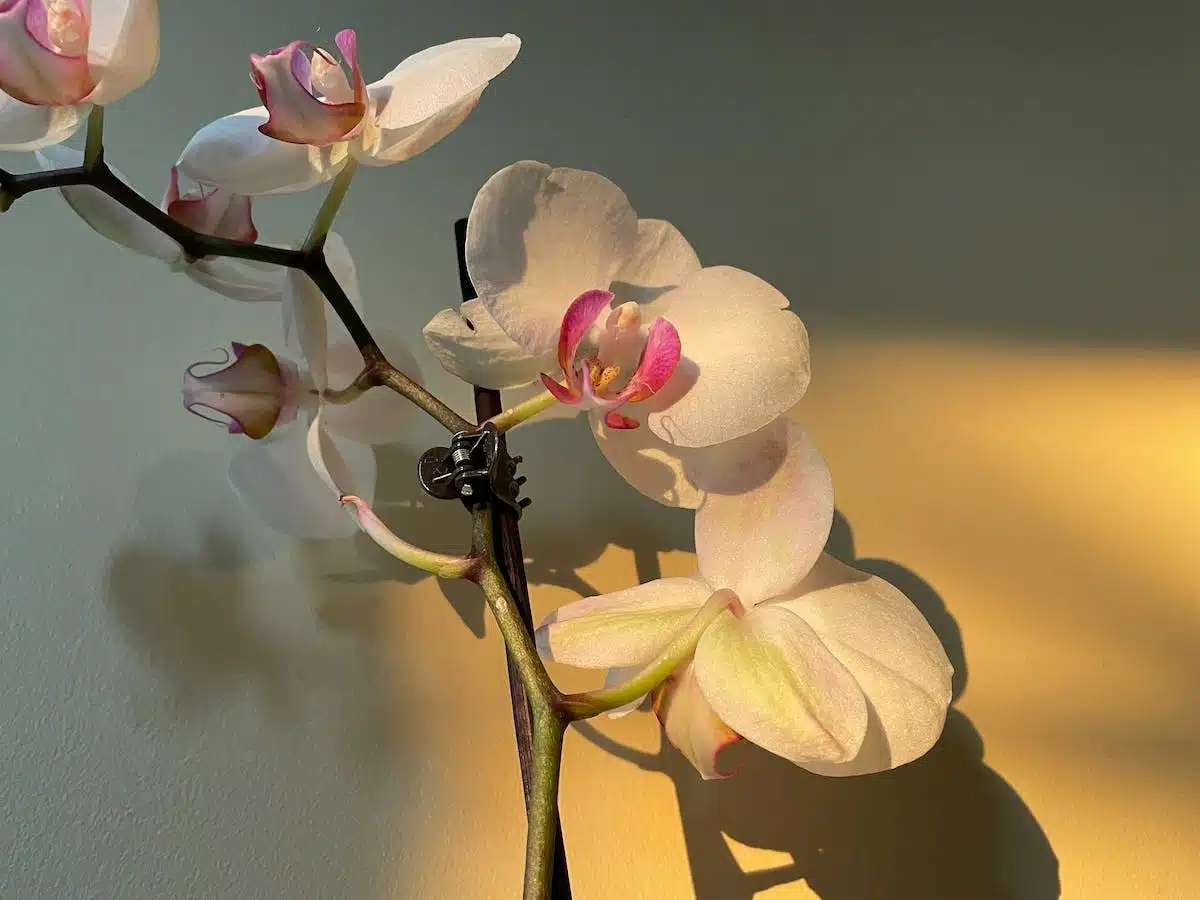 orchidée  élagage